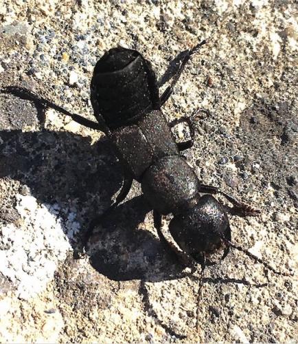 Ocypus sp.